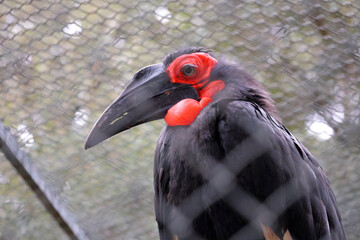 Profil du Bucorve  ou calao © helenedevun