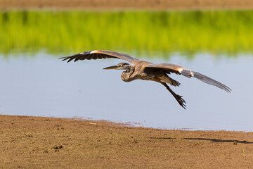 00684-06603 Great Blue Heron (Ardea herodias) landing in wetland Marion Co. IL