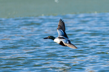 Fototapeta premium 00719-02514 Northern Shoveler (Spatula clypeata) male in flight and landing in wetland Clinton Co. IL
