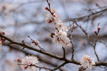 Blooming pink apricot flowers on spring branches. Close-up, macro detail, flowering tree, springtime blossoms, botanical photography, garden design, seasonal beauty.