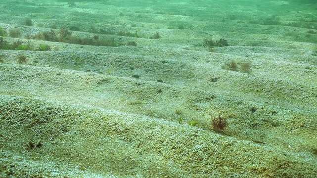 Sand seabed with unicellular algae that release many tiny oxygen bubbles into water. Small bubbles (rapidly growing colony of single-celled algae that synthesizes multiple microbubbles of gas)