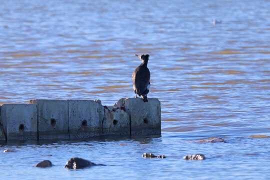 Solitude du cormoran