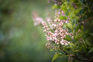 Fototapeta premium beautiful lilac branches on a summer day in the lilac garden