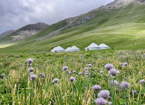Traditional yurt camp set in the spectacular Terim Tor Valley, Kyrgyzstan, with a blooming wild chive field in the foreground.