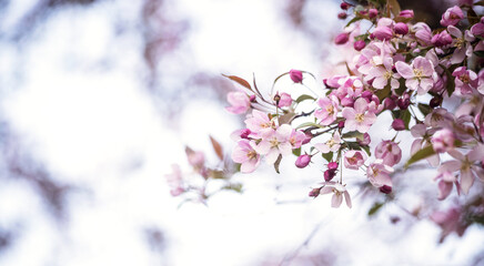 beautiful blooming apple trees on a spring day as a natural background