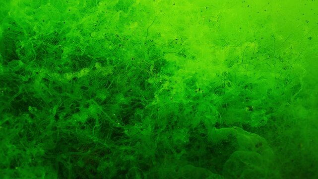 Close-up of Green Alga (Cladophora) and Sea Gutweed (Ulva). Natural background of seaweed illuminated by sunlight. Underwater scene of green algae