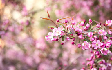 Naklejka premium beautiful blooming apple trees on a spring day as a natural background