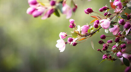 beautiful blooming apple trees on a spring day as a natural background