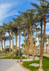 Landscape of Makadi Bay resort, Hurghada, Egypt