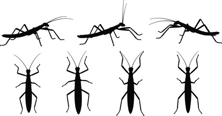 Praying mantis insect silhouette illustration set showing multiple poses and angles, representing predatory behavior, entomology study, wildlife nature, and insect anatomy concept © Shafali