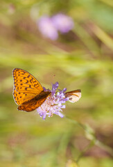 Obraz premium A mother-of-pearl butterfly on a flower