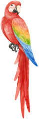 macaw parrot bird © b.illustrations