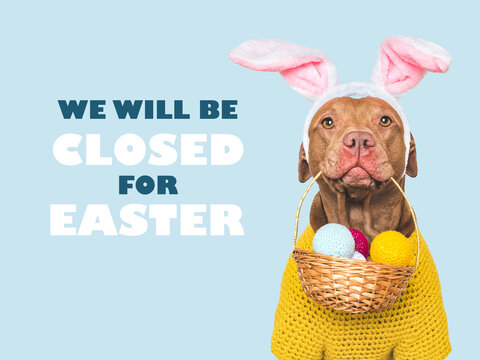 Cute dog with pink bunny ears and a sign that says We will be closed for Easter. Festive Easter and spring celebration concept. Closeup, studio shot, isolated background. Pets care concept