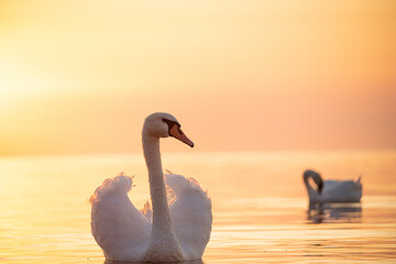 beautiful swan with fluffed feathers in the foreground, second swan in background. colorful sunrise with rising sun over calm orange sea water, magical idyllic nature scene, serene coastal atmosphere.