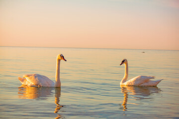 early morning at the sea with calm smooth water in soft pastel colors, swans close up in peaceful natural atmosphere, serene coastal scene, copy space