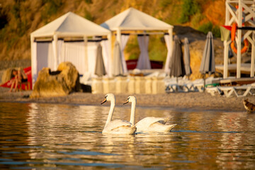 pair of swans swimming near the shore of a rocky beach with bungalow-style sun shelters along the coast. sunny day, calm sea, serene coastal atmosphere, natural outdoor scene.