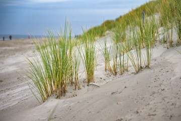 Strandhafer auf der Insel Langeoog