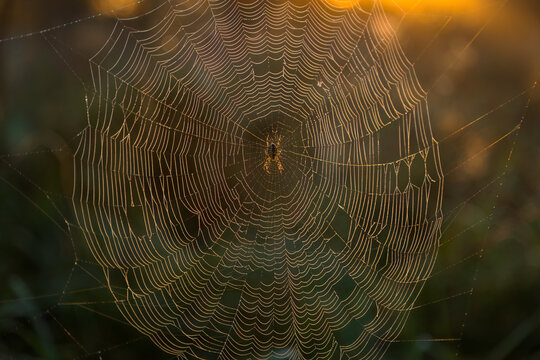 Aufnahme eines Spinnennetzes im Morgenlicht der aufgehenden sonne.