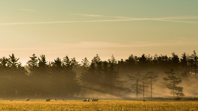  Aufnahme von Schafen auf der Weide im Morgenlicht.