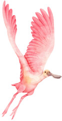 Naklejka premium Watercolor roseate spoonbill bird