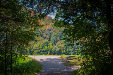 Obraz premium path in the forest during autumn