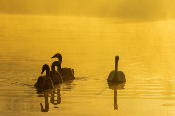 Złota godzina © Stanisaw