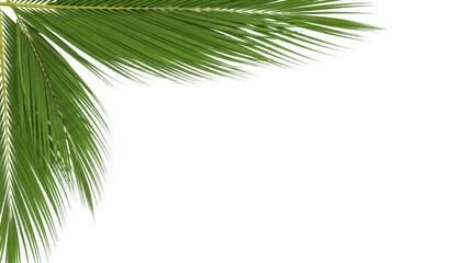 Fototapeta premium Close-up of a Lush Green Coconut Palm Leaf on White Background