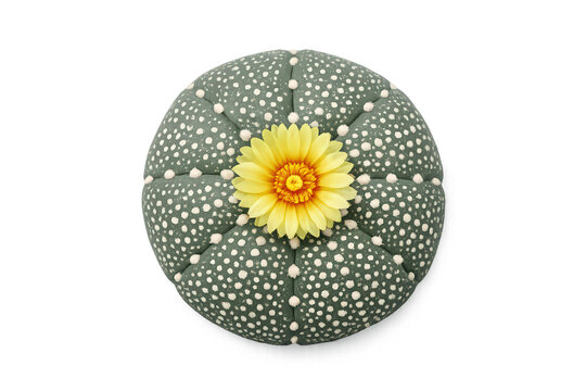 Astrophytum asterias cactus blooming with yellow flower, symbolizing resilience, growth, and natural beauty on transparent background
