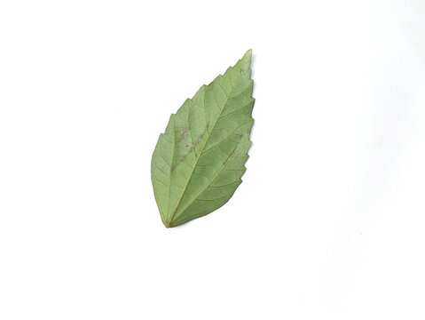 one green jasmine leaf isolated on white background