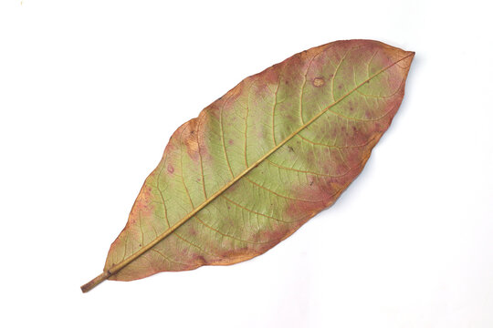 Pestalotiopsis Leaf Isolated on white Backgound