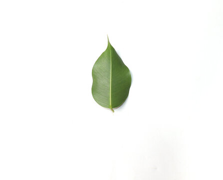 Soursop Leaf Isolated On White Background