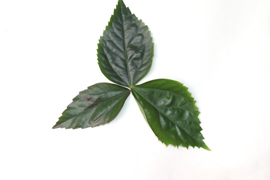Raspberry or blackberry leaf isolated on white background three image