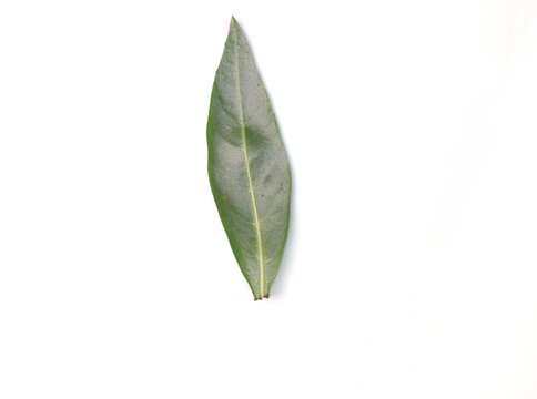 Close-up Long Green Leaf Ruellia Simplex