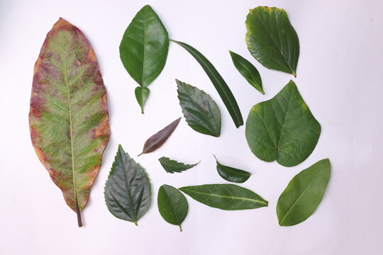 Diffrent types of leaves on white background