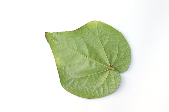 Green Leaf Of Tinospora Cordifolia Or Bora Phet Isolated