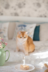 meat cake with a number one candle, ginger cat on the bed in the background in a cozy home atmosphere. love for pets, pet birthday celebration.