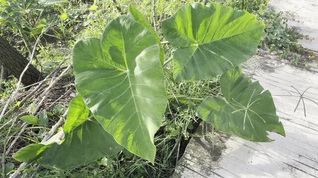 Large green taro leaves growing in a tropical garden