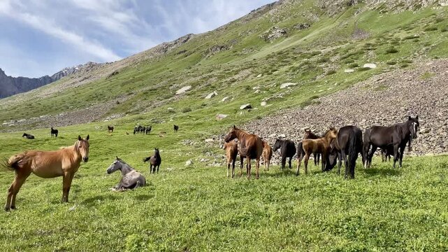 Horses roaming freely across the spectacular Terim Tor Valley, Kyrgyzstan.