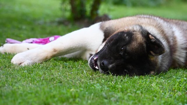 American akita dog lying on grass with a toy