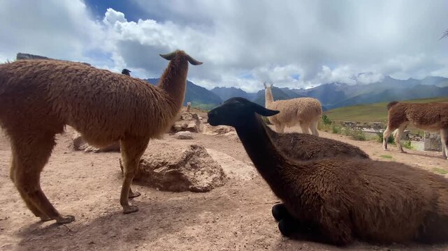 A herd of llamas rests on the road to the Salineras de Maras, Maras, Cusco, Peru