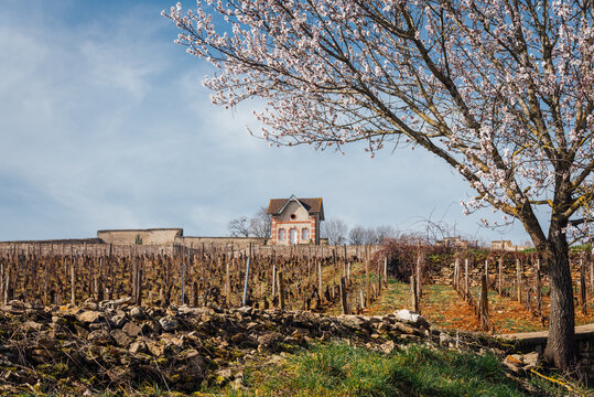 Paysage de vignes de Bourgogne au printemps. Maison de vignerons dans les vignes de C&ocirc;te d'Or. Amandier en fleur au printemps. Paysage printanier