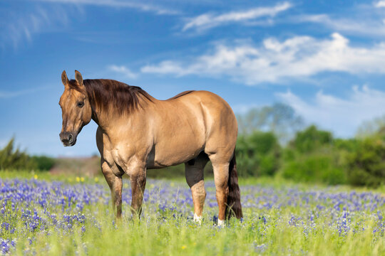 Dun Quarter Horse in Texas Bluebonnets
