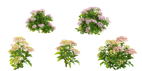 Obraz premium Set of photorealistic 3D rendering of Hydrangea plants transparent background