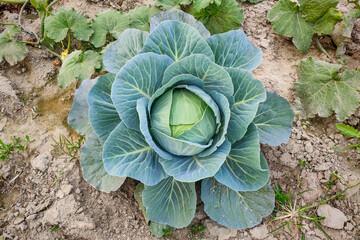 Green cabbage vegetable growing in soil