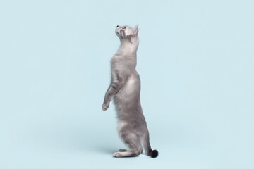 Unique gray Serengeti cat standing on hind legs against a soft blue background in a playful pose during a sunny afternoon