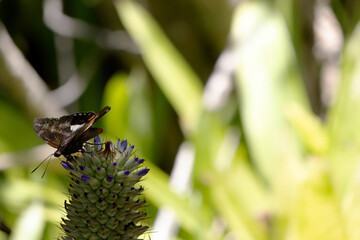 A black butterfly with red details on an exotic inflorescence without petals resembling a pineapple