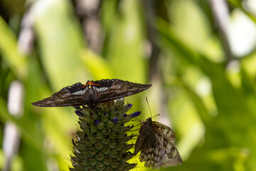 Two butterflies on an exotic inflorescence without open flowers resembling a pineapple