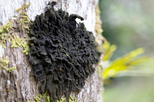 a type of dark lichen on the trunk of a tree