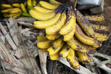 A bunch of bananas with some very ripe, already painted fruits and others rotting, close-up shot