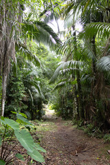 a very narrow and enclosed road winding between palm trees and other trees